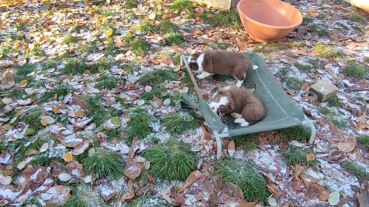 Border Collie Welpen 7 Wochen alt