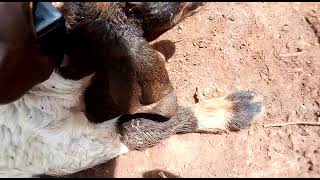 Navel Ill In Goat Kids. A Common Problem And Solution To Avoid This. 256771866184 256708336229