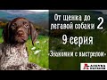 От щенка до легавой собаки - 9 серия. Знакомим щенка курцхаара с выстрелом.