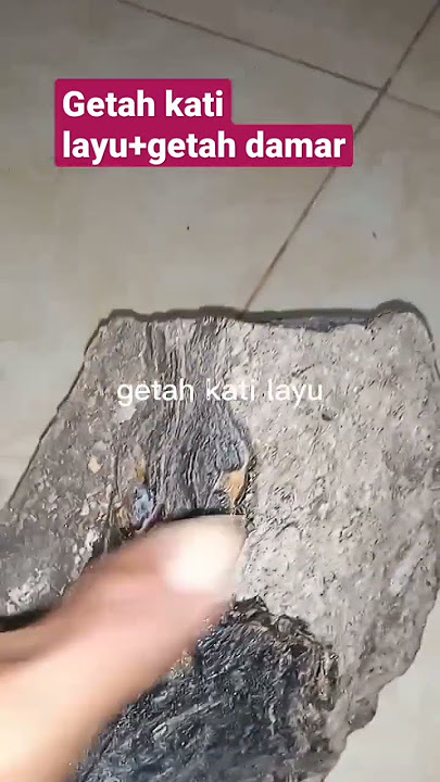 getah kati layu vs getah damar gde bangeet#herman lb#vidio terbaru#shots