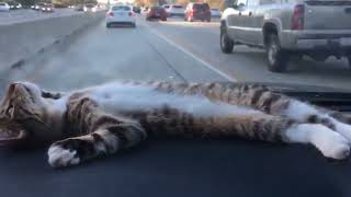 Cats cats and more cats to make you laugh! by Just a Foster Cat Mom 65 views 1 year ago 41 seconds