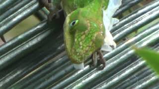 Green Anole Lizard Shedding