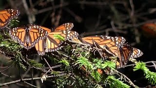 Monarch Butterflies Are Now an Endangered Species
