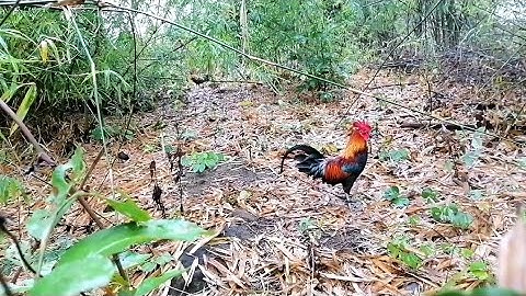 ต่อไก่ป่า(เจ้าบนดอย)​แต้มทำอิด_dib qaib qus tuaj zoo heev li [ Hmong ]​2022