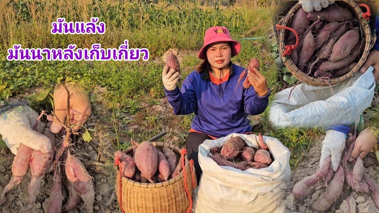 มันแแกว​ มันเทศ​ มันม่วง​ เด็ดหัวมันฟินๆจ้า! เหลือจะเชื่อดินแห้งๆหัวมันมาจากไหนเป็นหัวอยู่จ้า​15กพ69