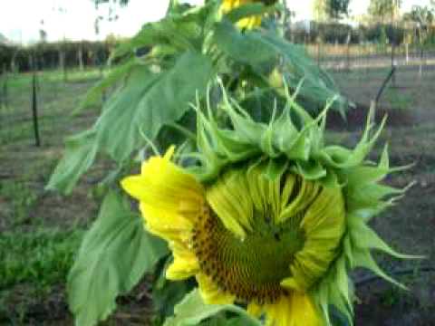 videos for cats HPIM2496.AVI