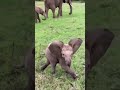 Lovely animals ❤️ #animals #shorts 