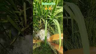 #sugercane #shorts #a2xnewvideo