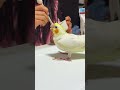オカメインコの新しい家族 “ まる ” にご飯をあげてみた。その1|2026.03.26|Shot on Apple iPhone 15 Pro MAX|#shorts