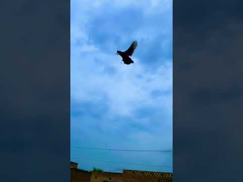 Flying bantam hen🐓#birdlovers