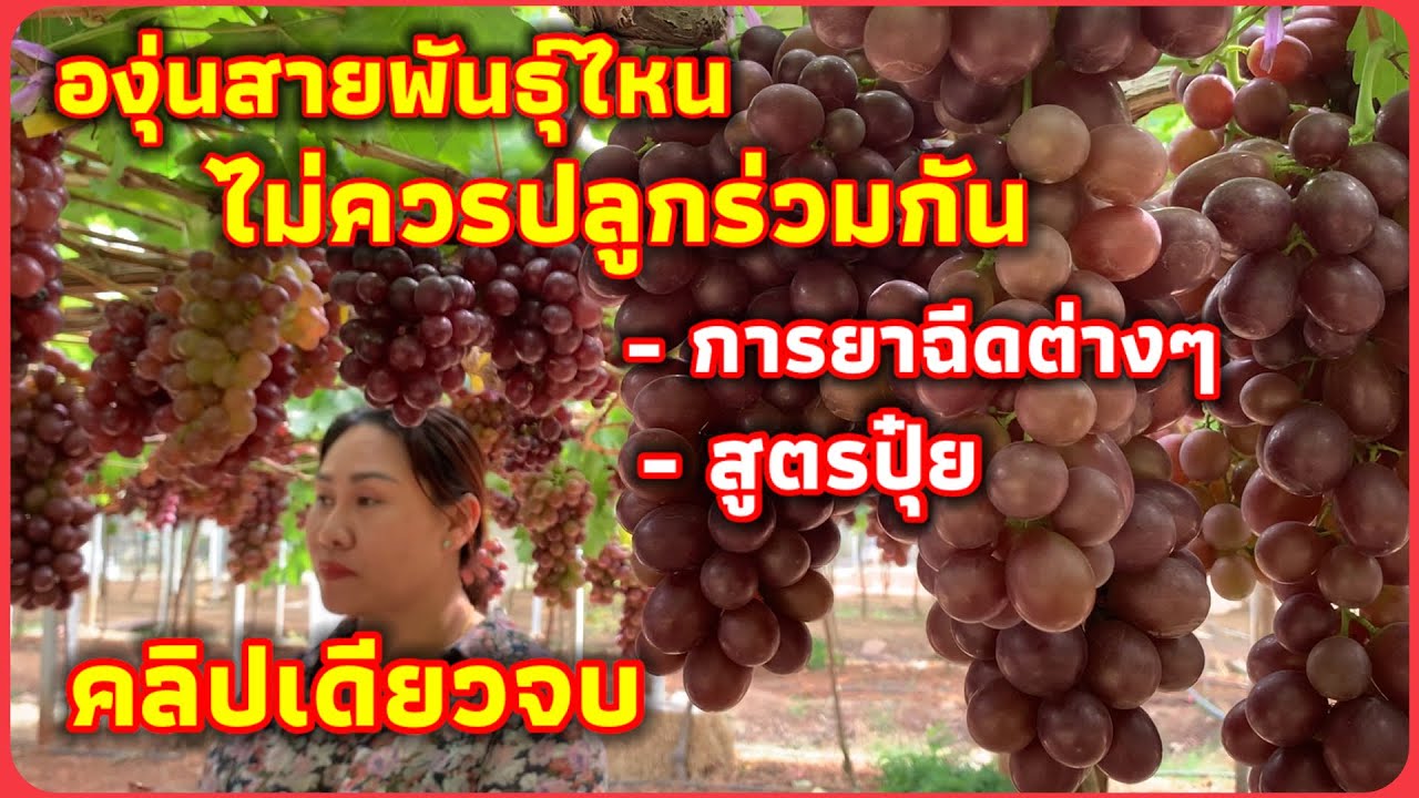 ปลูกองุ่นให้ลูกดก สูตรใส่ปุ๋ย ฉีดยากันแมลง เทคนิคดีๆบอกหมด จากไร่องุ่นเจริญทรัพย์ วังน้ำเขียว #4k