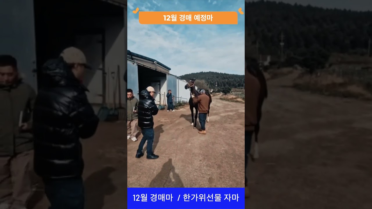 12월 경매마 한가위선물자마