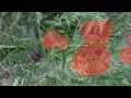 Червоні маки краса та журба Red Poppy Beauty And Sadness