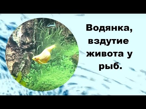Водянка, вздутие живота у рыб.