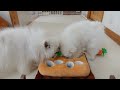 姉弟ポメラニアンの遊び