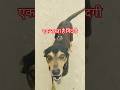 एक रशता है गिंदागी 👫 Cute german shepherd dog chiku #funny #comedy #germanshepherd #vlog #dog