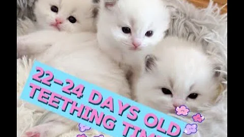 Video 10257211: ragdollkittens cat kitten, cattery
