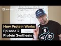 How Protein Works - Episode 2: Protein Synthesis