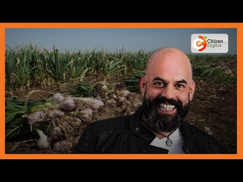 KILIMO BIASHARA Kilimo Cha Kitunguu Saumu Katika Kaunti Ya Kajiado 