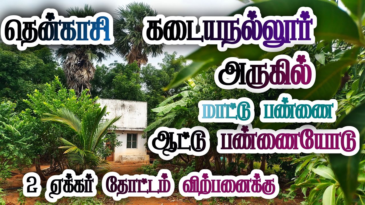 #தென்காசி |#கடையநல்லூர் அருகில் மா, எழுமிச்சை அடங்கிய 2 ஏக்கர் தோட்டம் விற்பனைக்கு அடங்கியது 🐄🐏🌴🌴🌳🌳