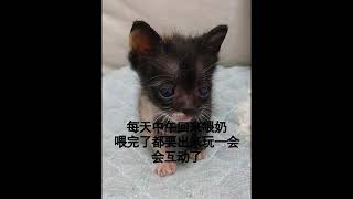 流浪猫的成长史 by 爱护毛小孩 533 views 3 years ago 4 minutes, 24 seconds