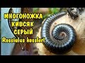 МНОГОНОЖКА . КИВСЯК СЕРЫЙ. Rossiulus kessleri