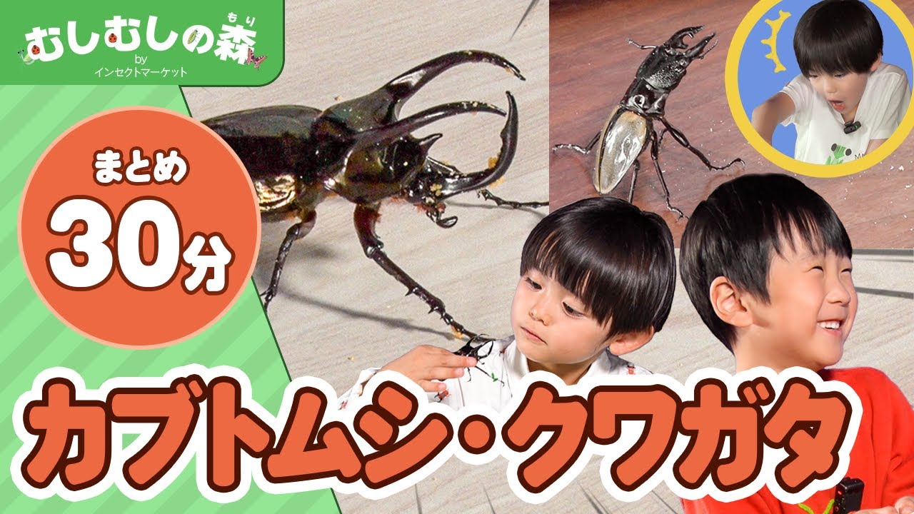 【昆虫】30分連続！カブトムシ・クワガタさわってみた！総集編【むしむしの森】香川照之・カァーブル先生・昆虫採集・子ども向け・自由研究・知育・教育・生き物・カブトムシ・てんとうむし・カマキリ・ハチ