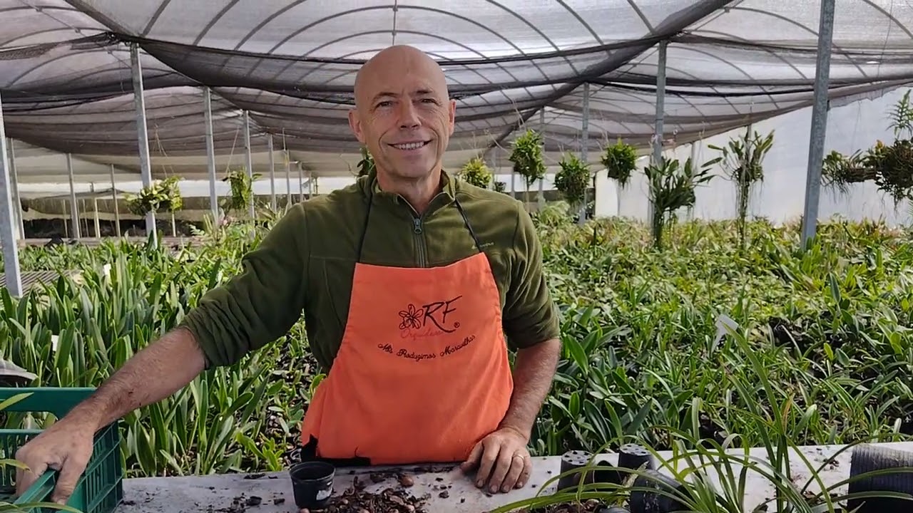 Replante Fácil e Rápido de Cymbidium!