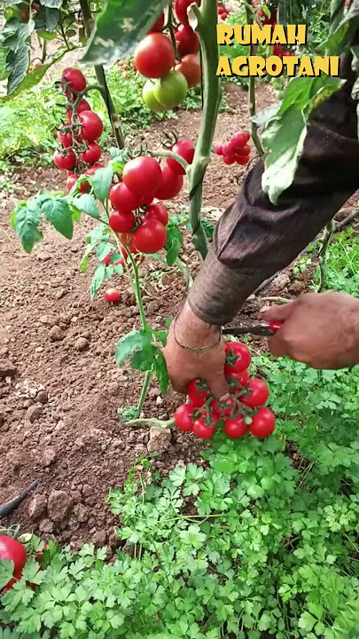Begini Tomat Cherry, Tomat Mirip Cherry Yang Rasanya Manis