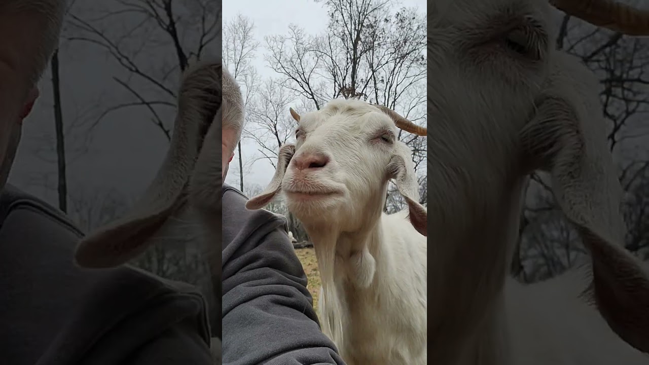 me and my friendly goat watching another goat give birth 2-11-24