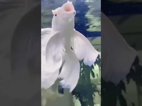 اجمل سمكة زينة ممكن ان تراها