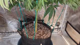 Girl Scout Cookies Extreme From ILGM