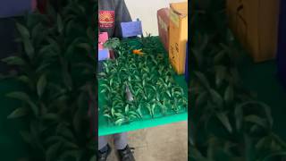 Grassroots of democracy part 2 #localbodyelection #school #education #kvs #teachersday #ytshorts
