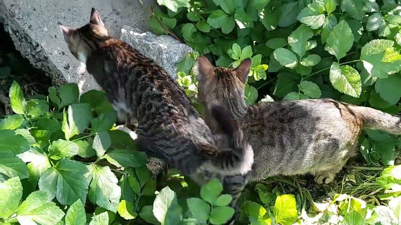 How Do Blind Cats Know YouTube How Do Blind Cats Know YouTube
