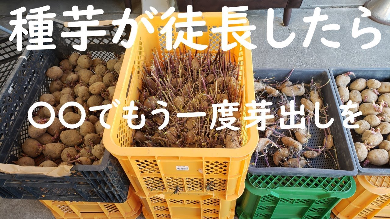 じゃがいもの種芋が徒長した場合の再生方法
