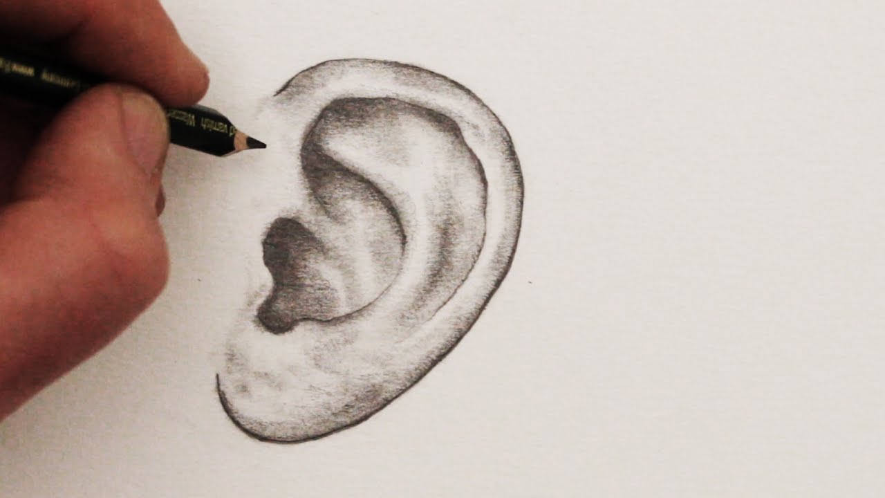 Paint Draw Paint with Ross Bowns Figure Drawing Understanding the  structures and anatomy of the ear