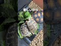リクガメの餌代節約のために金時草とモロヘイヤを植える!
