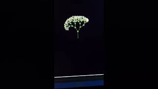 Python Turtle Flower Art 🌸 | Easy Coding Tutorial