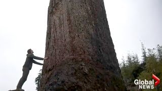 Global News BC - Giant tree nicknamed 'Big Lonely Doug' stands alone in clear-cut