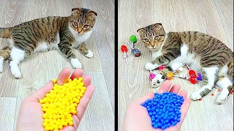 Cat Marbles Satisfying Reverse Video ASMR Funny Video