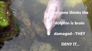 Dolphin Center in mid Florida Keys on overseas highway. (and &quot;sick&quot; dolphin?&quot;)