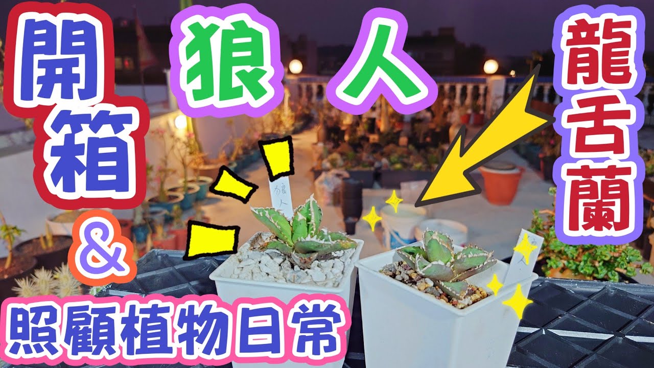 ［跟著阿郁種］開箱狼人龍舌蘭#塊根#塊根植物#龍舌蘭#多肉植物#多肉#盆景#盆栽#沙漠玫瑰#花園#植物#植物燈#生活#有趣#開箱#療癒#鹿角蕨#觀葉植物#花市#園藝#田尾#教學#花#栽培#秘訣#日常
