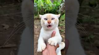 Funny Cats Doing The Most You Wont Stop Laughing