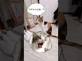 何がなんでもトビーについての質問には答えたくない小町 #保護猫 #三毛猫 #三毛小町 #ミケノコマチ #みけこま #ねこ #cat