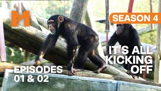 Monkey Mayhem Kicks Off Season 4 | Monkey Life Season 4 Episodes 1 &amp; 2 | Monkey Life