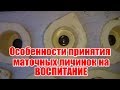 Неполное осиротение семьи-воспитательницы + воспитательница без пчеломатки