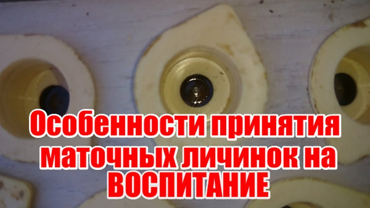 ⁣Неполное осиротение семьи-воспитательницы + воспитательница без пчеломатки