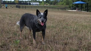 Hal & Bernie Hanson South dog park review  Aldie, VA