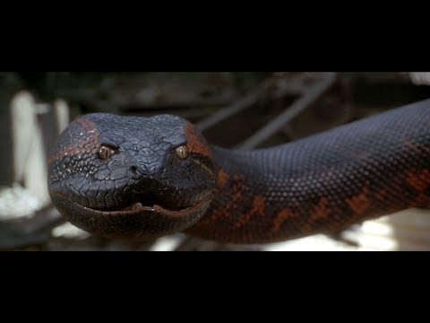 anaconda-movie-|-best-scene-in-hindi