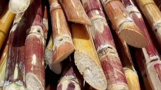The Benefits of Sugarcane | Agrosalud